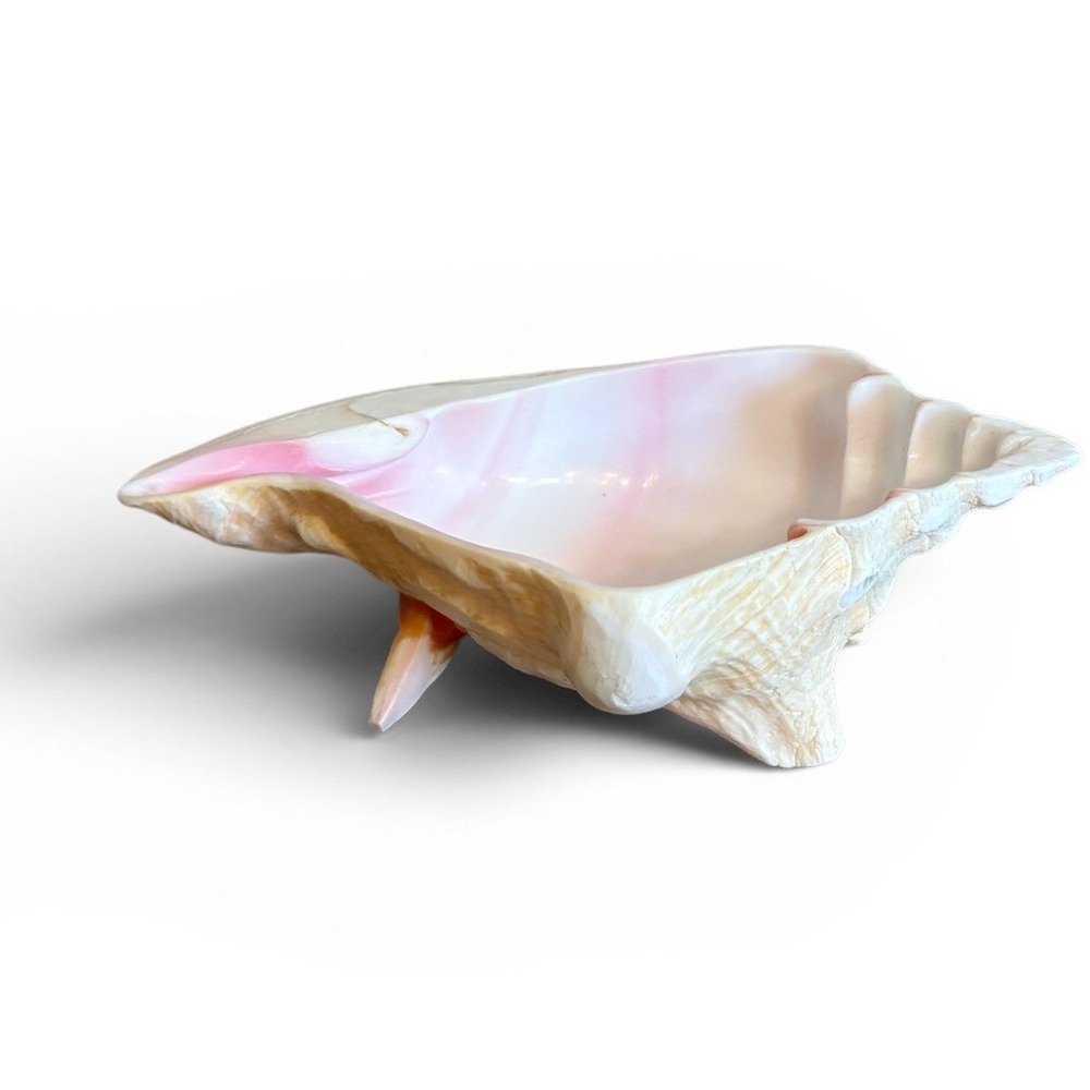 Vintage Large Natural Pink Queen Conch Shell Decorative Dish Serving Bowl 9.5"L